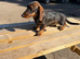 1 male teckel puppy for sale 14 weeks old