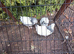 Three lovely female light Sussex bantam 3 months old