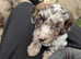 Cockapoo puppies. Super cute. Various colours