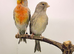 2025 canary pair