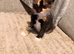 4 beautiful kittens
