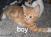 Ginger kittens