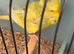Budgies for sale  ready for breeding