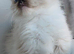 Ragdolls