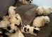 Chi-chon puppies