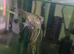 Angel fish