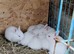 New Zealand White Pure Bred Rabbits