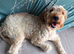 Female cockapoo