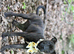 Female staffie puppy