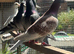 racing pigeons