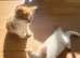 4 kittens