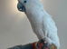 Umbrella cockatoo READY