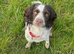 2 year old Sprocker spaniel