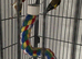 Pair gold finches
