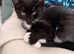 Kittens ready for their forever homes