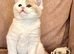 British Shorthair Kittens for sale