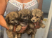 Papipoo puppies