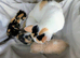Very pretty kittens, wormed/flead/litter trained Prices vary