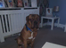 Mylo