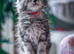 Reduced to &pound;750 Chunky Mainecoon kittens ready now
