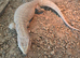 Bosc monitor