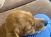Dachshund x