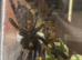 Poecilotheria Metallica (Female)