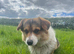 Pembroke Welsh Corgi Stud – Jeljarmin Arwyn