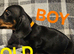 Dashound puppies ONLY 3 LEFT