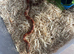 Corn snake