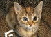 8wk old kittens