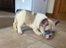 French bulldog puppies