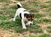 Jack baby looking for a new mama.