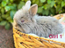 Beautiful baby lionlops 1 girl & 2 boys left