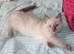 Ragdoll kittens