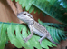 Baby bearded dragons