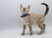 Stunning TICA Registered Bengal Kittens
