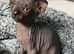Gorgeous black Canadian Sphynx kitten
