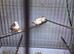 Tripple Orange Zebra Hens