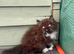 BSH & RAGDOLL kittens