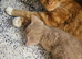 2 beautiful kittens left