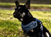 Tommy kc reg French bull dog