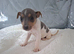 Jack russell