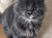 Beautiful full maine coon kittens ready now