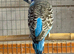 Blackwing Split Blackface Budgie