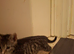 2 x half mancoon kittens