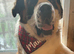 Saint Bernard