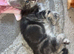 4 beautiful kittens