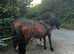 Show Quality Registered Welsh Section C Gelding