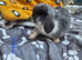 Mini lops
